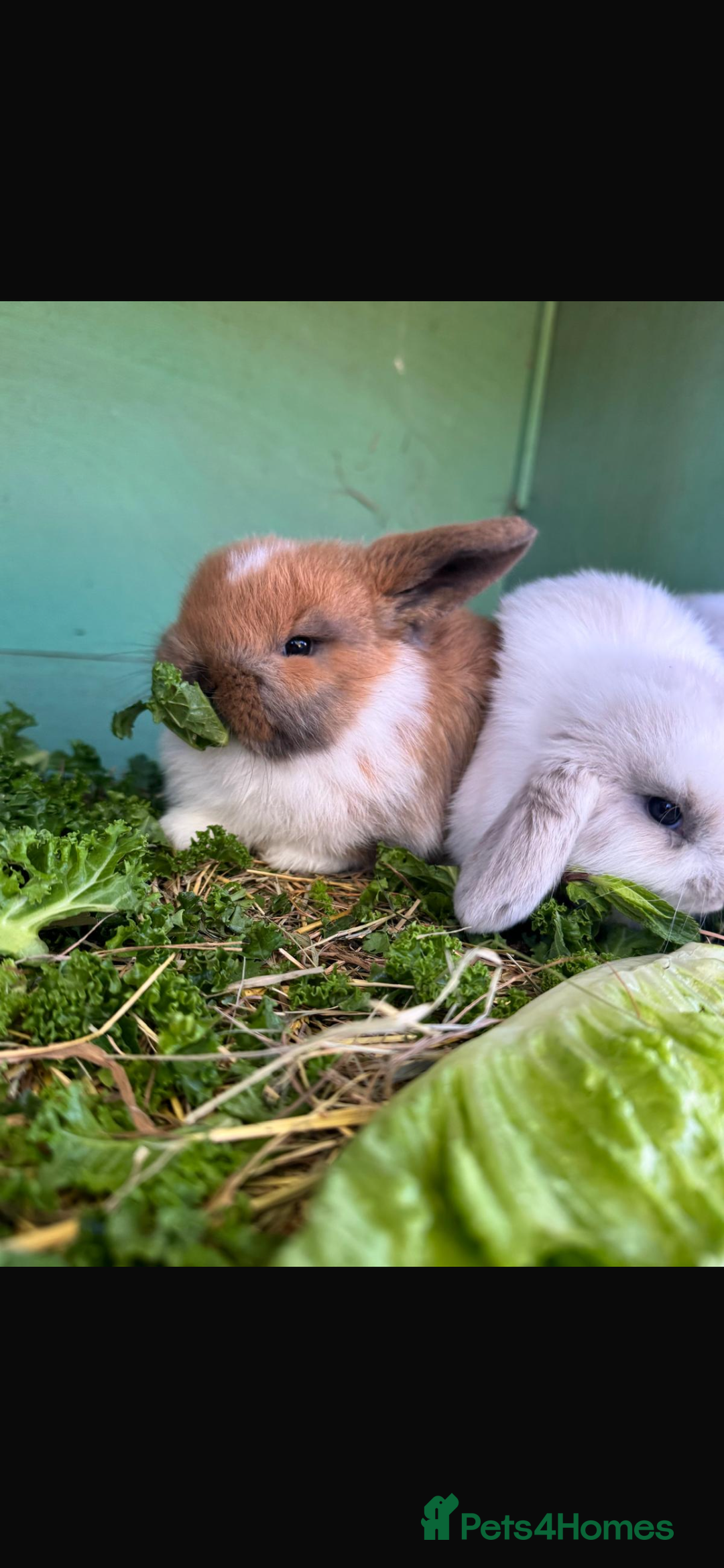Mini Lop rabbits for sale: Mini lop - Advert 2