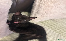 Bengal cats for sale: Mixed Breed Kittens  - Image 8