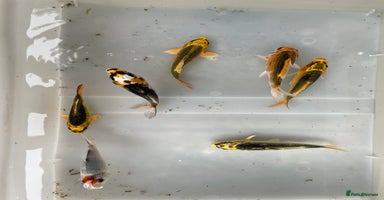 Koi Carp fish - Advert 13