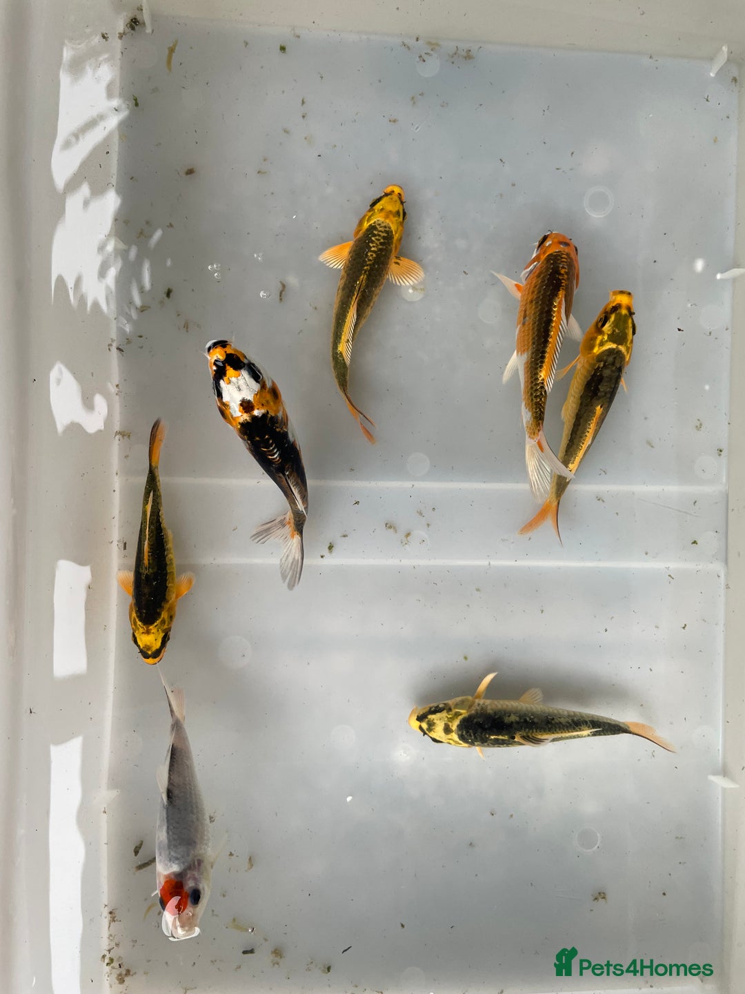 Koi Carp fish for sale: 💥QUALITY KOI CARP COLOURFUL NICE SELECTION💥 - Image 2
