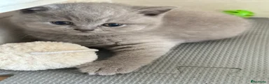 British Shorthair Kitten Lilak