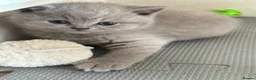 British Shorthair cats for sale: GCCF registered kitten - Advert 39
