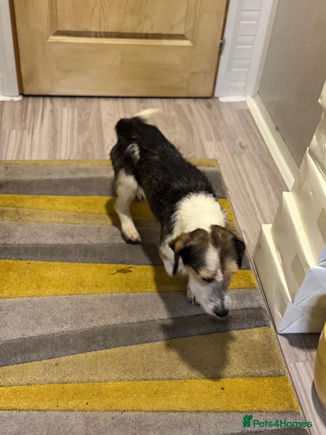 Mixed Breed dogs for adoption: Sweet Rami is looking for LOVE - Advert 13