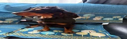 Cocker Spaniel dogs for sale: Spaniel 18 month juvenile  in Southampton - Advert 6