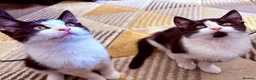 British Shorthair cats for sale: Kittens ready to be homed - Advert 8
