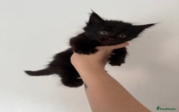 Maine Coon cats for sale: Main Coon X Russian Blue - Image 4