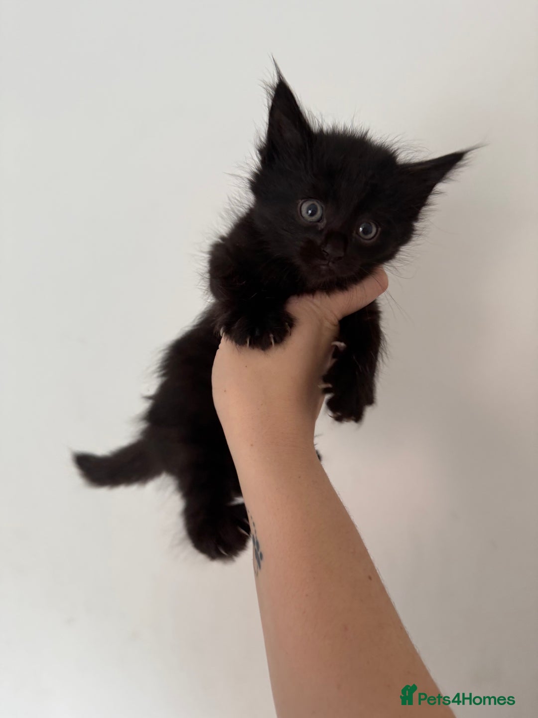 Maine Coon cats for sale: Main Coon X Russian Blue - Image 4