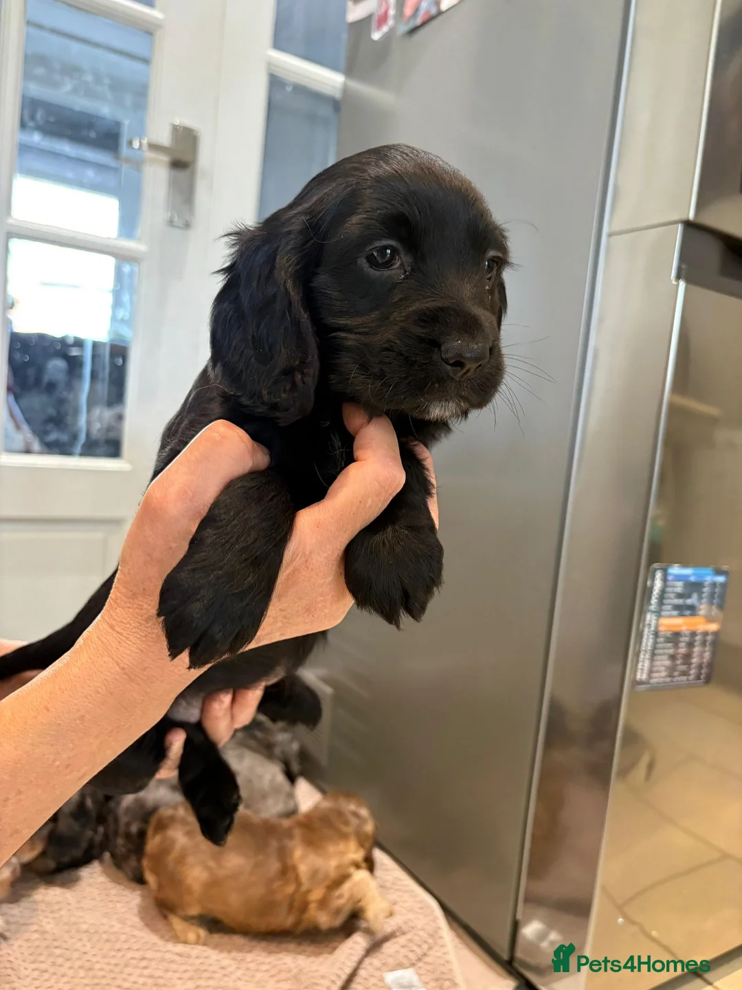 Cocker Spaniel dogs for sale: 100% Pedigree full show type DNA health tested  in Worksop - Advert 11