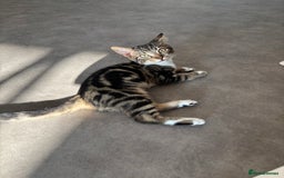 Bengal cats for sale: Kittens mixes bengal & calico  - Image 4