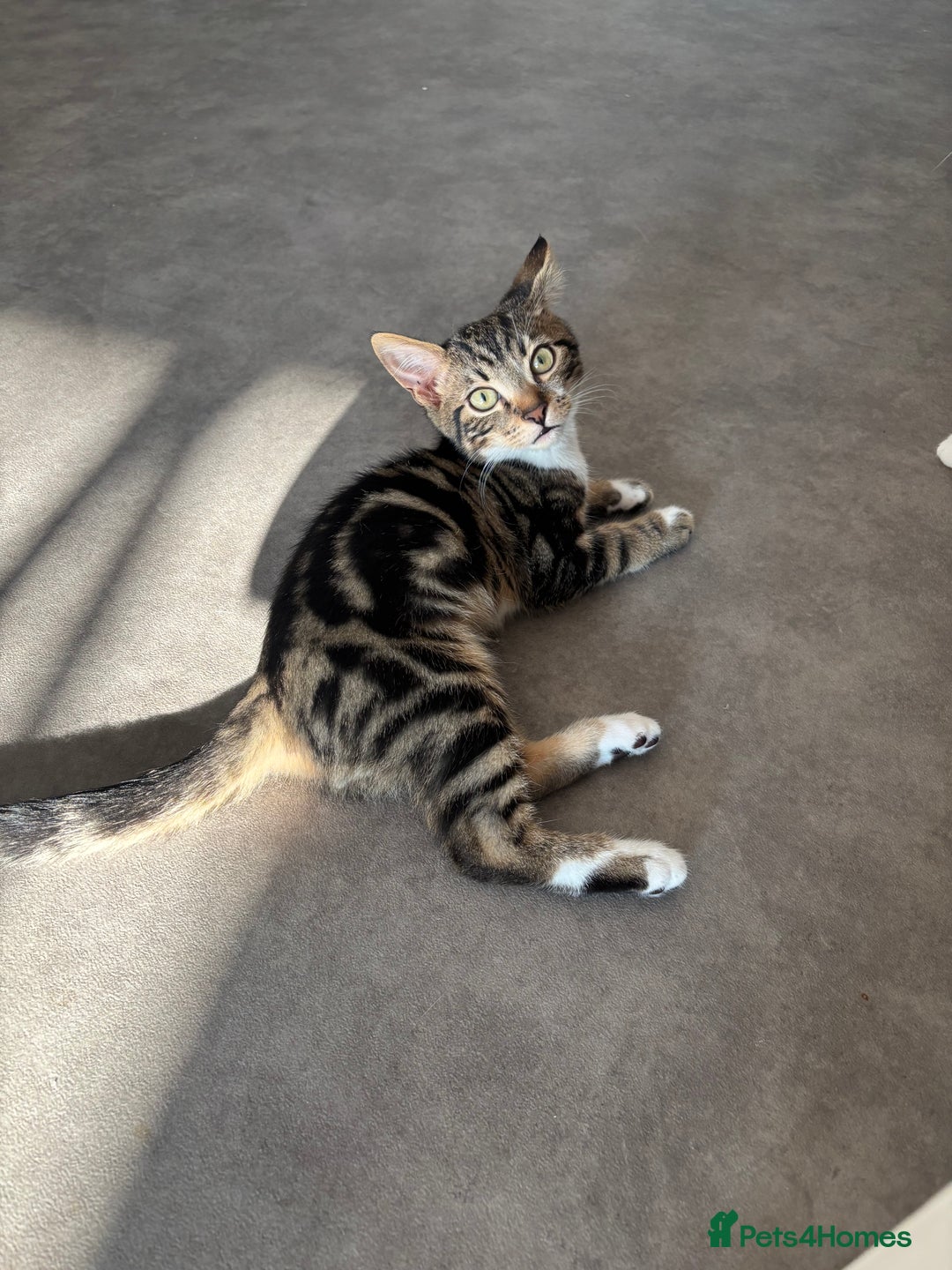 Bengal cats for sale: Kittens mixes bengal & calico  - Image 4