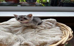 British Shorthair cats for sale: Gorgeous British Shorthair Kittens   - Image 10