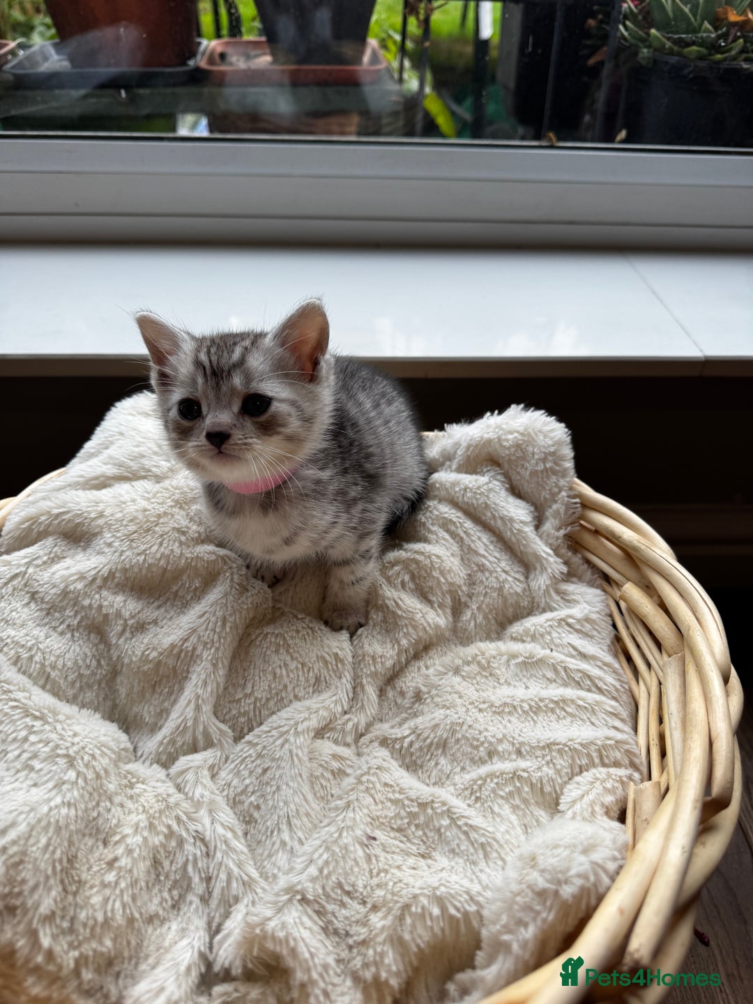 British Shorthair cats for sale: Gorgeous British Shorthair Kittens   - Image 10