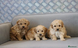 Cavapoochon dogs for sale: Cavapoochon puppies for sale - Advert 6