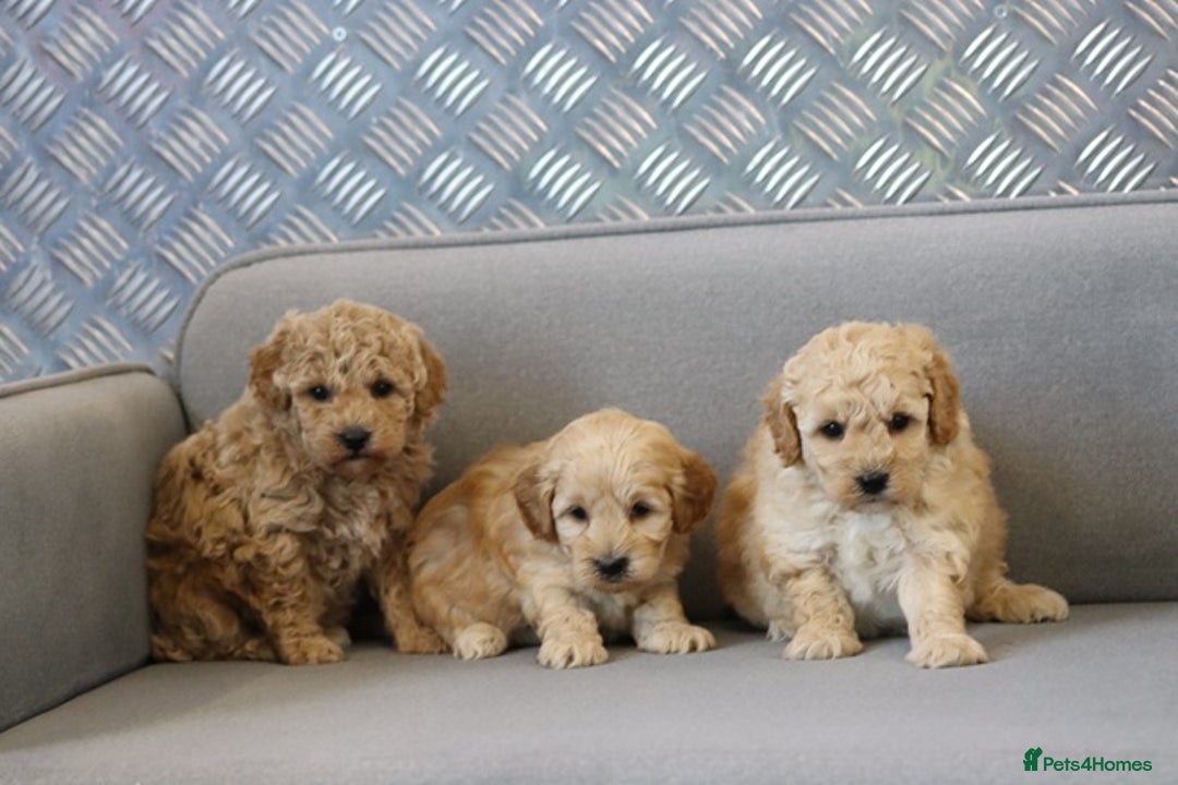 Cavapoochon dogs for sale: Cavapoochon puppies for sale - Advert 6