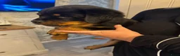 Rottweiler dogs for sale: KC Srb Rottweilers 19 champion winning bloodlines - Advert 3