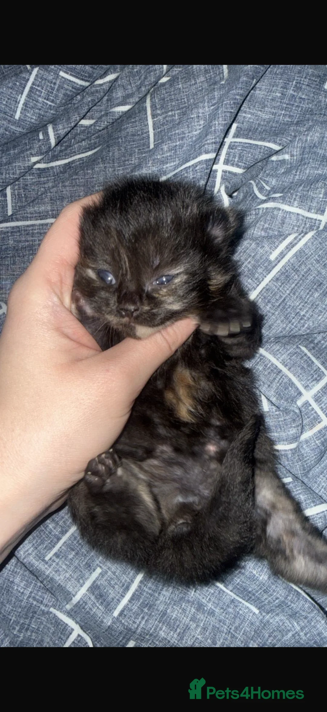 Mixed Breed cats for sale: Female kitten  - Advert 2
