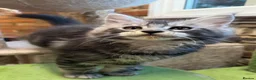 Maine Coon cats for sale: Maine coon kittens 🐱  in London - Advert 12