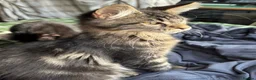 Maine Coon cats for sale: Stunning, friendly pedigree XL Maine Coons last 2! - Advert 5