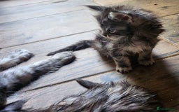 Maine Coon cats for sale: Maine coon purebred pedigre xl active in Barnsley - Image 10