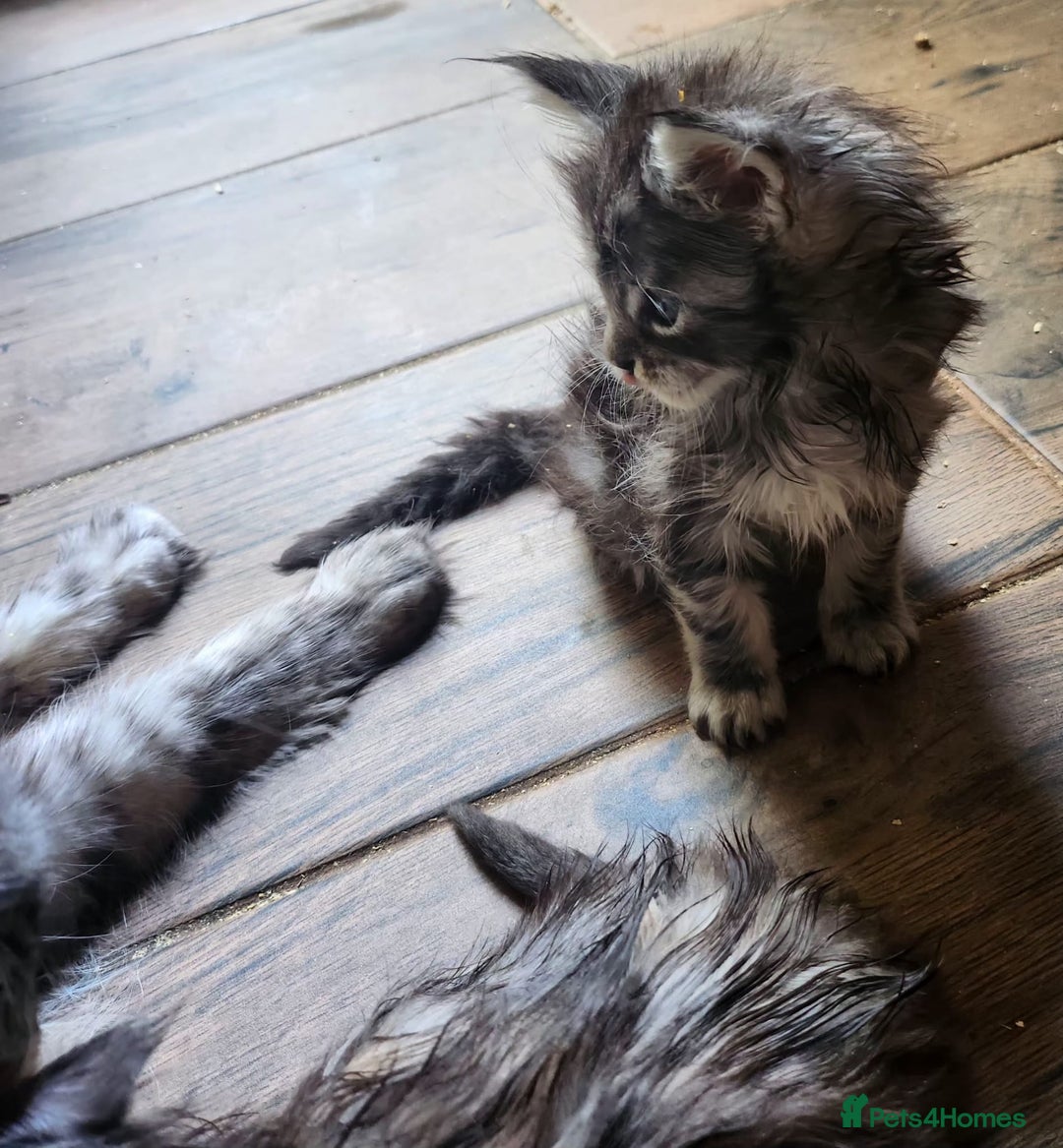 Maine Coon cats for sale: Maine coon purebred pedigre xl active in Barnsley - Image 10