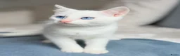 Turkish Angora cats for sale: 🐾 Unique Turkish Angora x Bengal Mix Kittens 🐾 - Advert 12