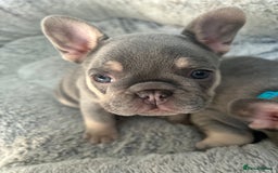 French Bulldog dogs for sale: *READY TO LEAVE* stunning lilac/tan girl frenchie - Image 10