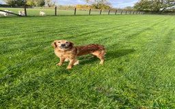 Golden Retriever dogs for sale: KC REG girl via POLICE trained dog behaviourist  - Image 7