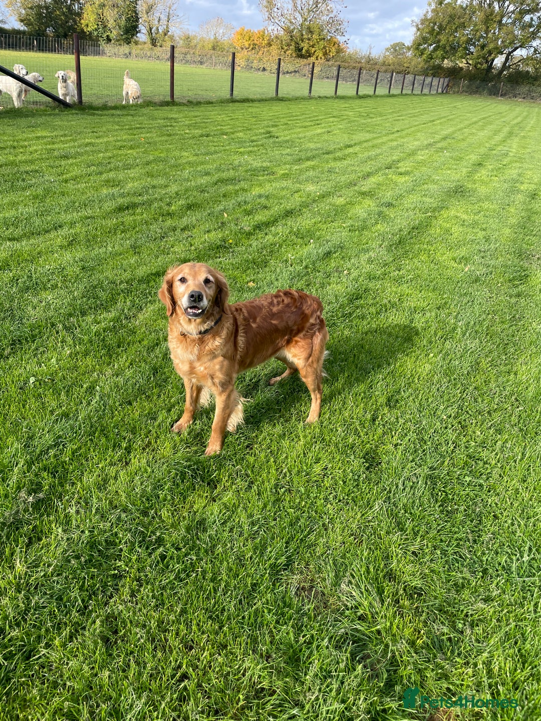 Golden Retriever dogs for sale: KC REG girl via POLICE trained dog behaviourist  - Image 7