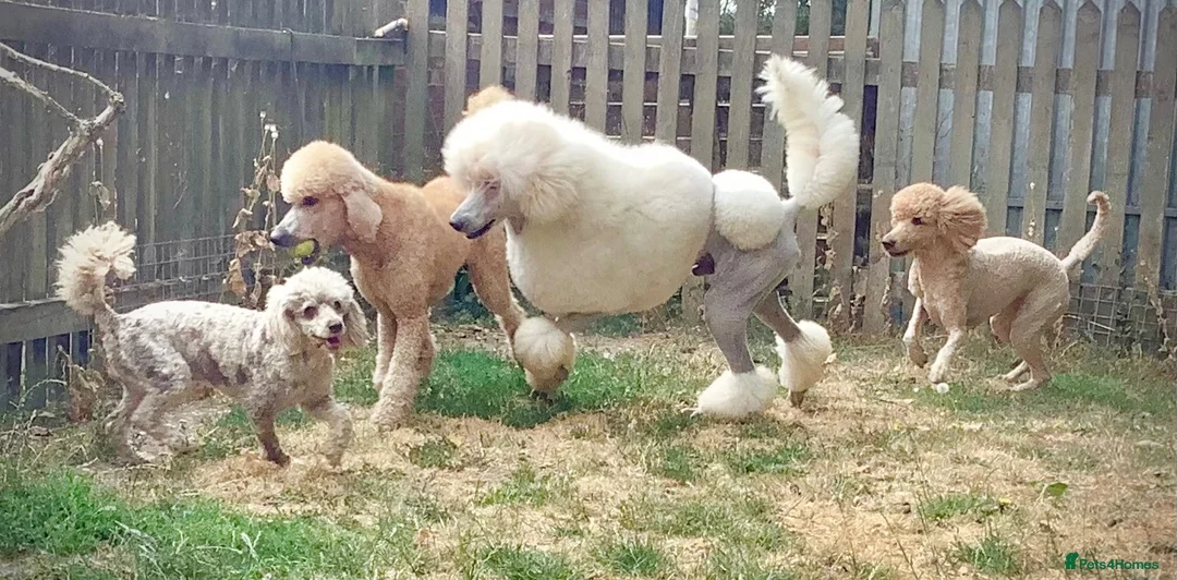 Standard Poodle dogs for sale: KC Standard Poodles due September - Advert 12