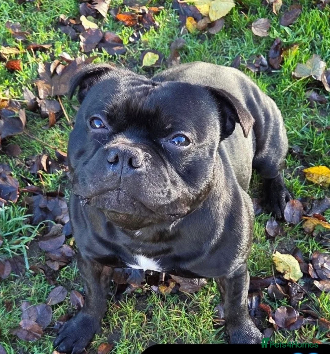 Staffordshire Bull Terrier dogs for sale: Geministaffs zee & maximus (4⭐️licensed breeders) - Advert 16