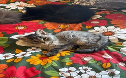 Persian cats for sale: Last Kitten Available! Persian silver black female - Image 11