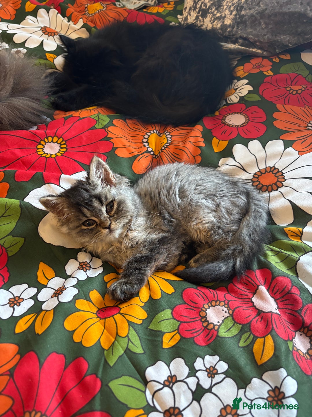 Persian cats for sale: Last Kitten Available! Persian silver black female - Image 11