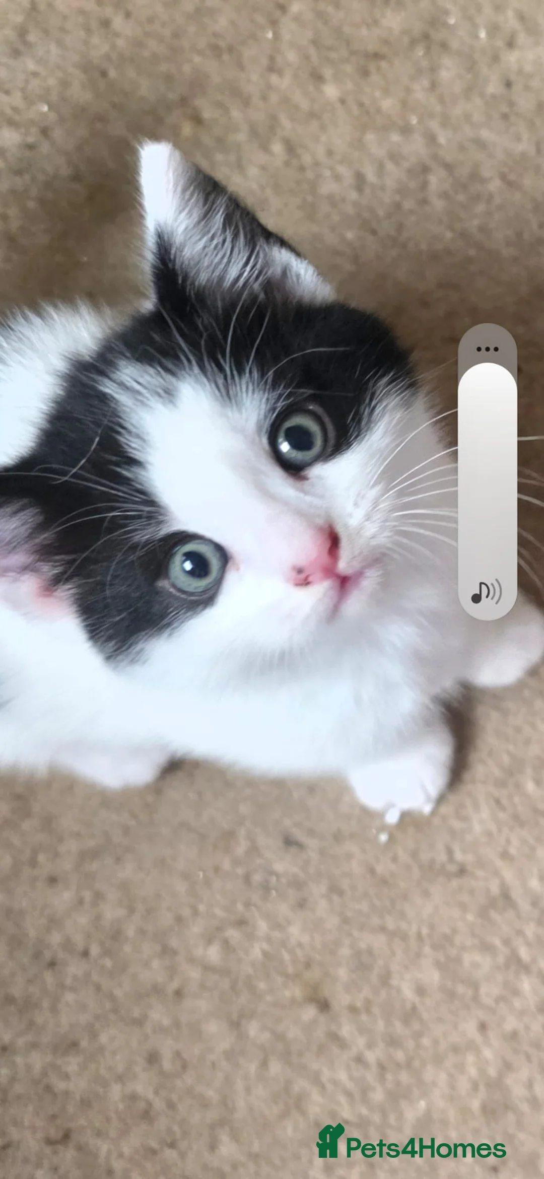 Mixed Breed cats for sale: Half ragdoll kittens in Nottingham - Advert 4