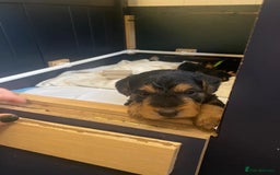 Lakeland Terrier dogs for sale: Lakeland Terrier pups - working style black & tan! - Image 24