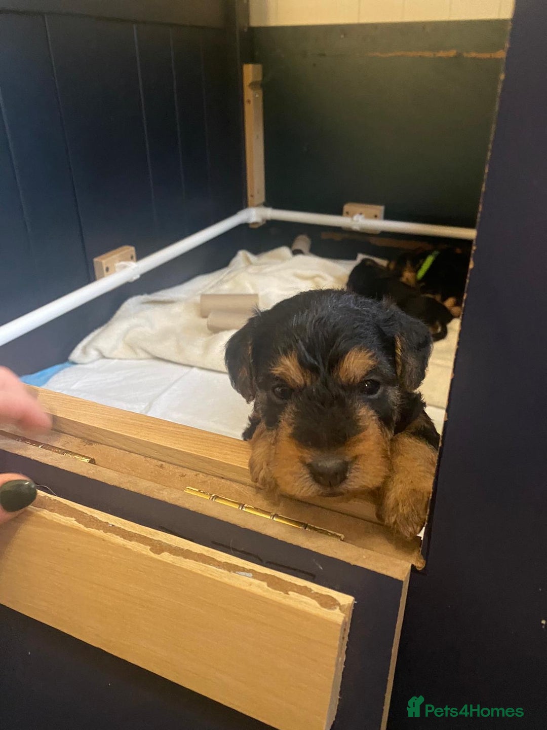 Lakeland Terrier dogs for sale: Lakeland Terrier pups - working style black & tan! - Image 24