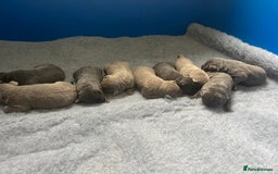 Labrador Retriever dogs for sale: Stunning litter of Silver & Charcoal Lab pups  - Image 18