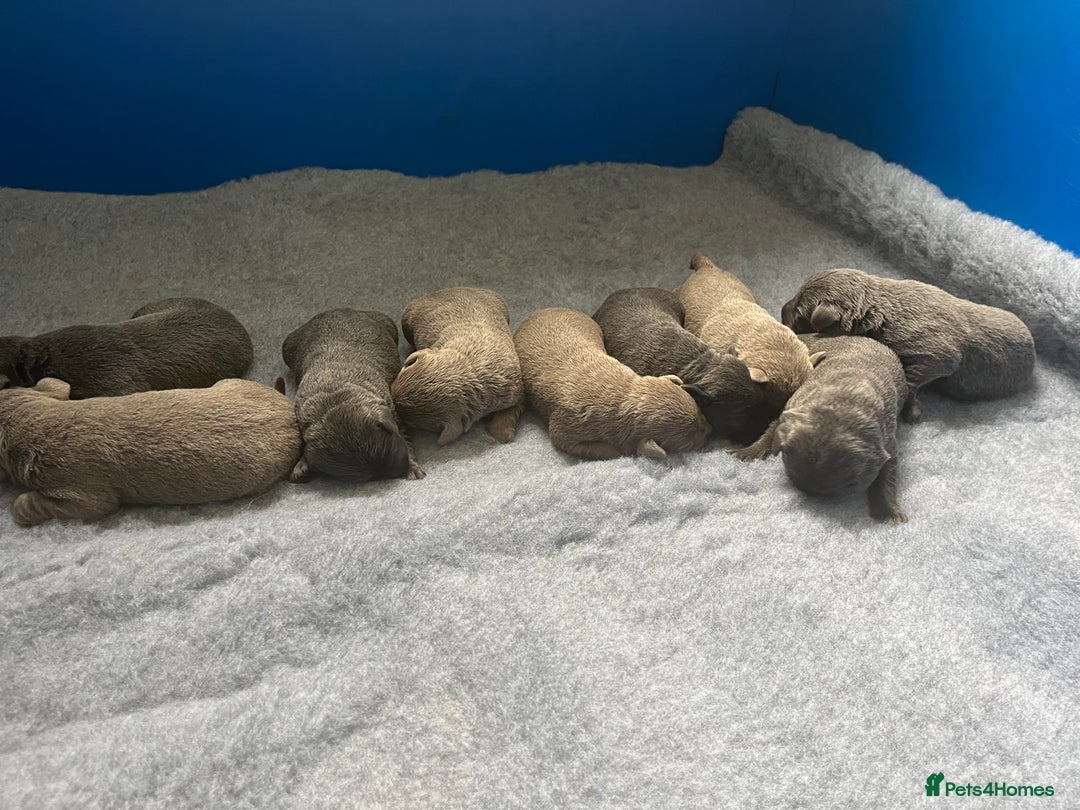 Labrador Retriever dogs for sale: Stunning litter of Silver & Charcoal Lab pups  - Image 18