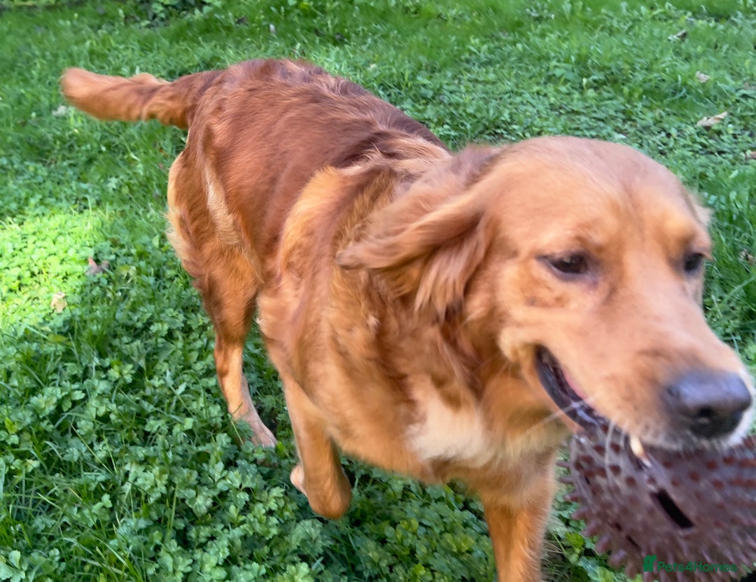 Golden Retriever dogs for sale: Hips elbows DNA perfect. 5 years old this july - Image 7