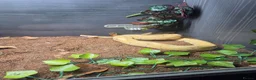 Snake reptiles for sale: 3 female 1 male  - Advert 4