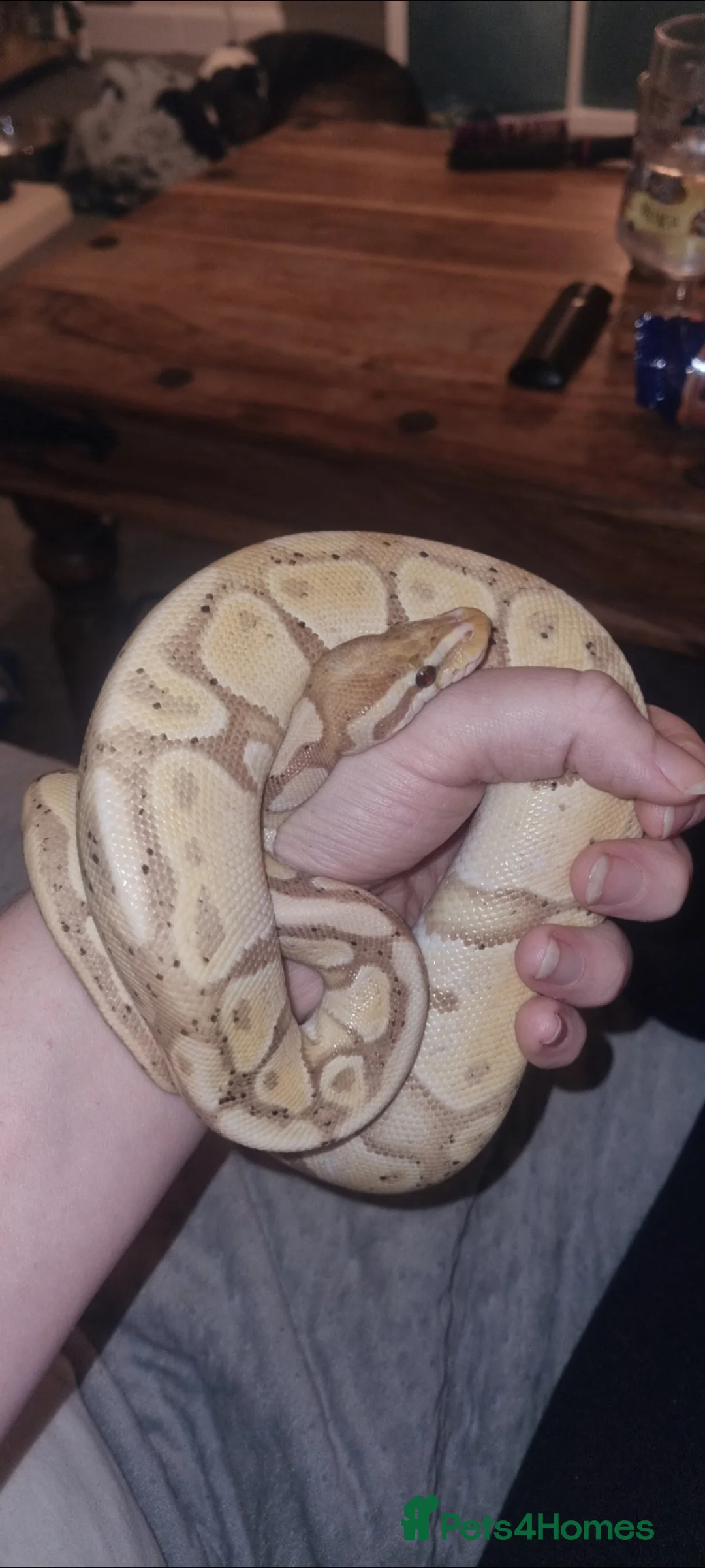 Python Snake reptiles for sale: Coral Glow female 5yr - Advert 2