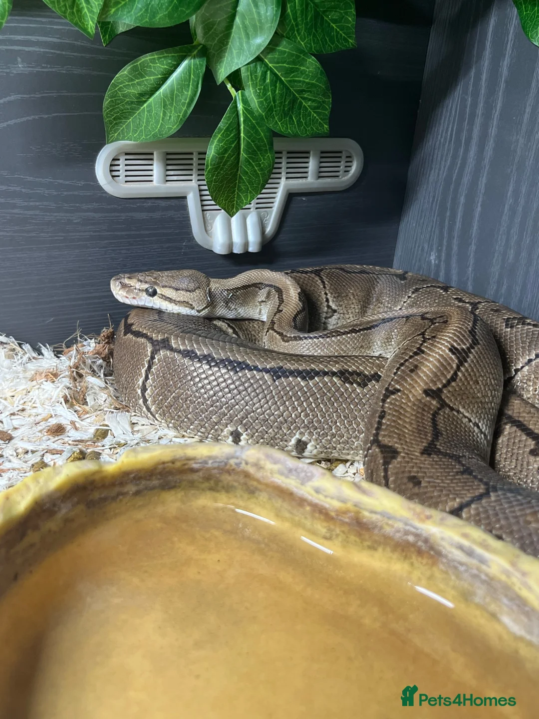 Python Snake reptiles for sale: Female Python in Telford - Advert 6