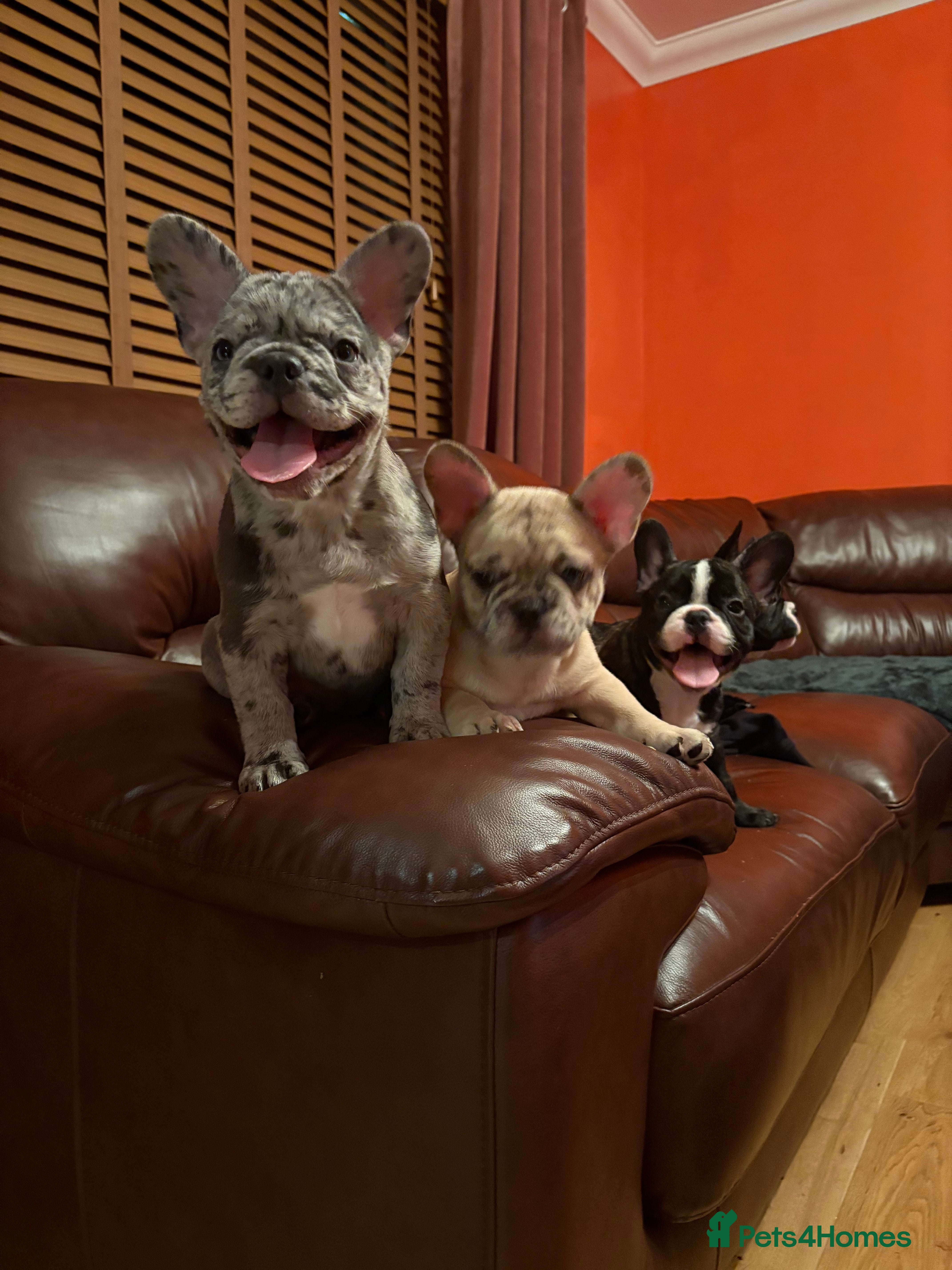 French Bulldog dogs Beautiful Blue-Eyed French-Bulldog Puppies  - Advert 2
