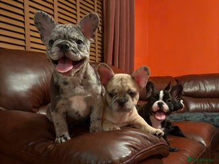French Bulldog dogs Beautiful Blue-Eyed French-Bulldog Puppies - Advert 2
