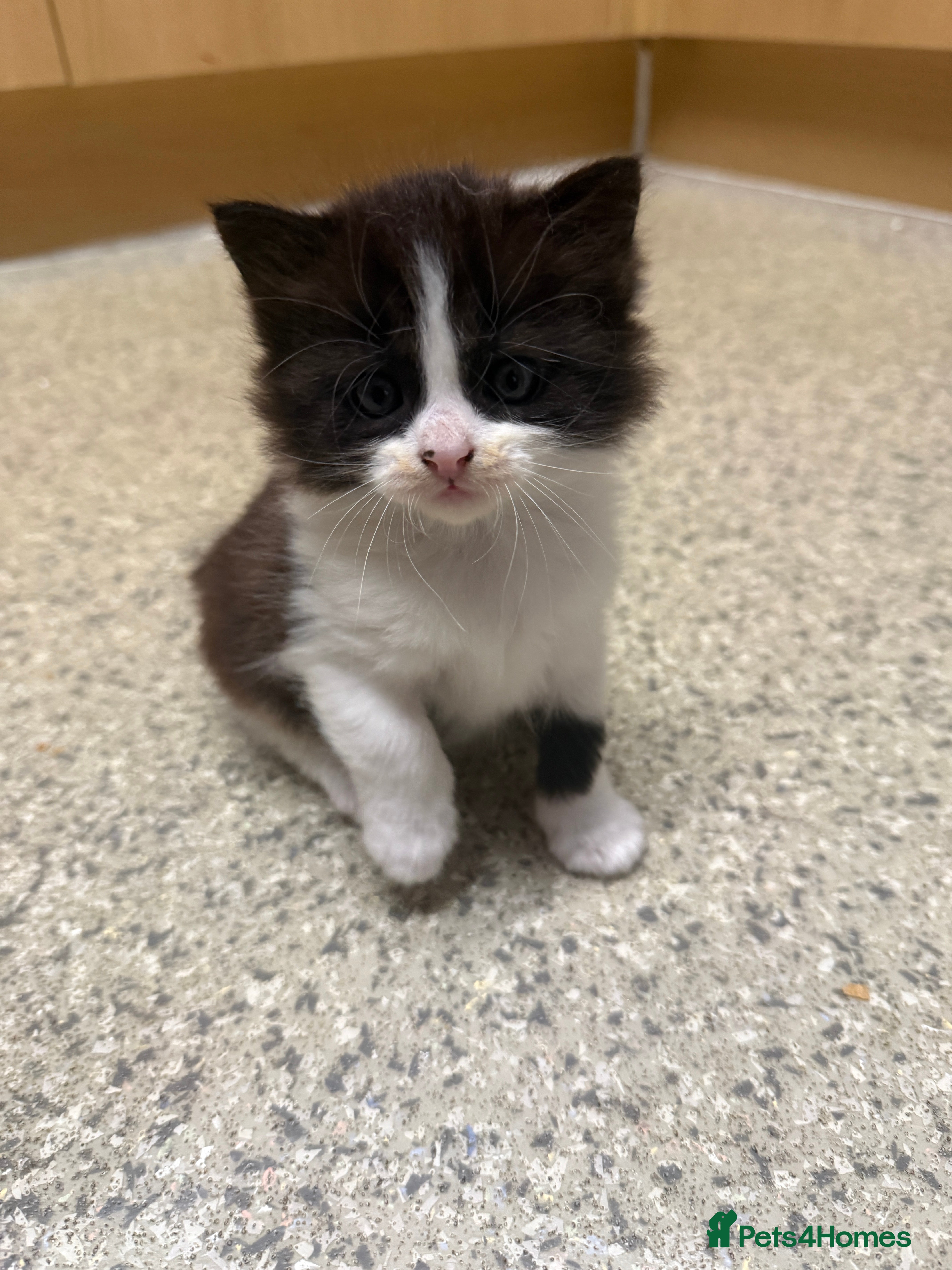 Mixed Breed cats for sale: Mixed Domestic Long Hair Kittens - 2 Girls & 1 Boy - Advert 7