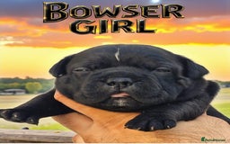 Staffordshire Bull Terrier dogs for stud: 2 SOLID BLUE MALES AVAILABLE FOR STUD  - Advert 6