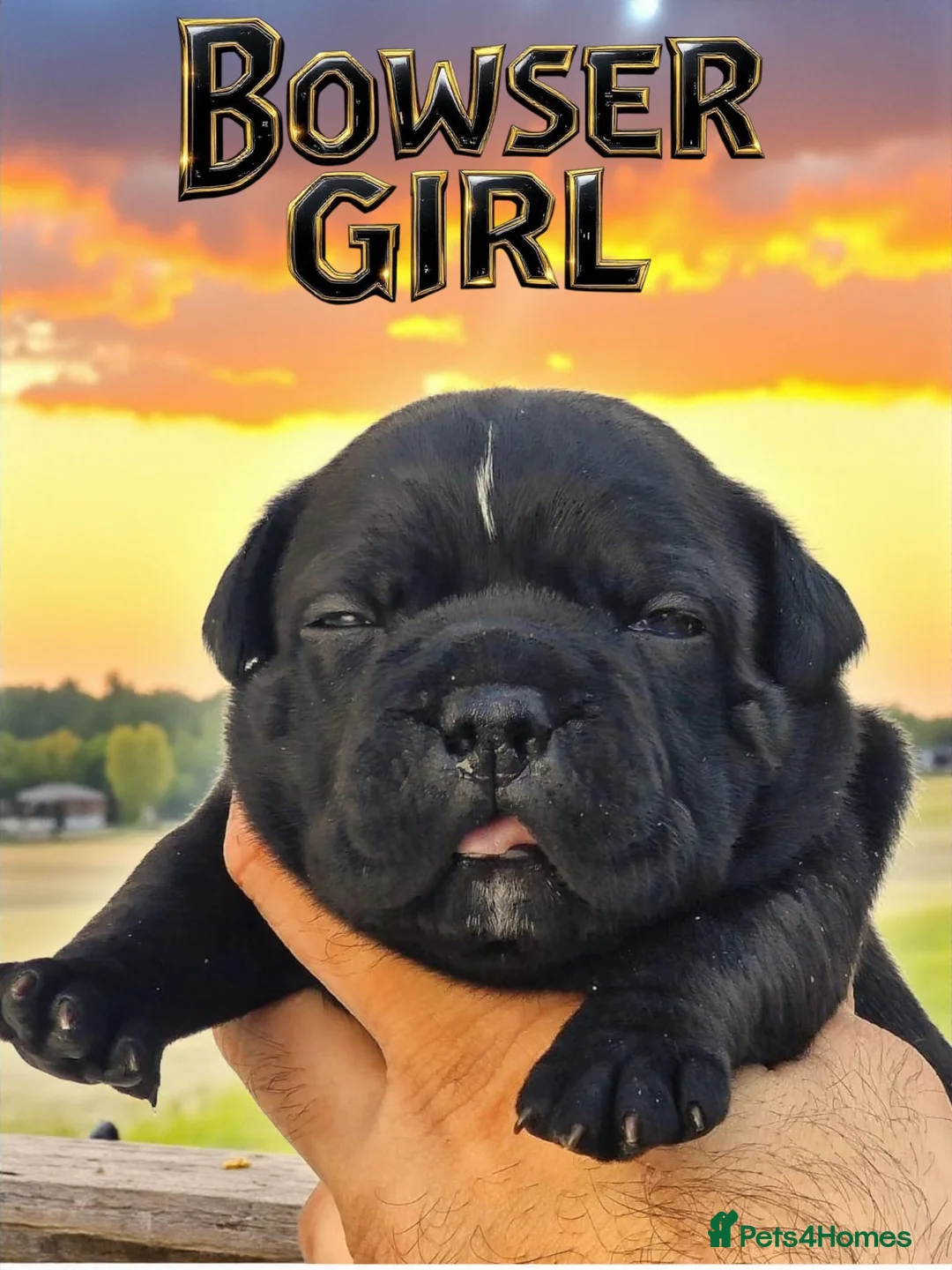 Staffordshire Bull Terrier dogs for stud: 2 SOLID BLUE MALES AVAILABLE FOR STUD  - Advert 8