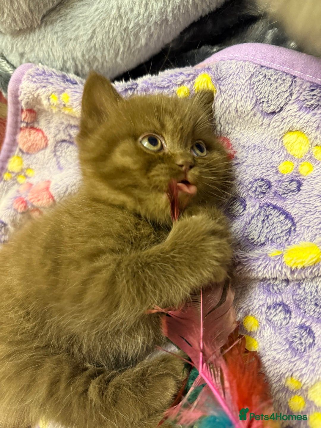 British Shorthair cats for sale: Champion Line British Shorthair Kittens - Advert 18