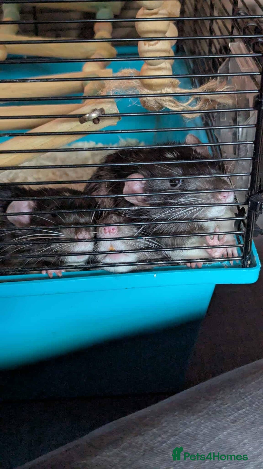 Rat rodents for sale: X3 Male Rats & Cage (cage can be sold seperately) - Advert 3