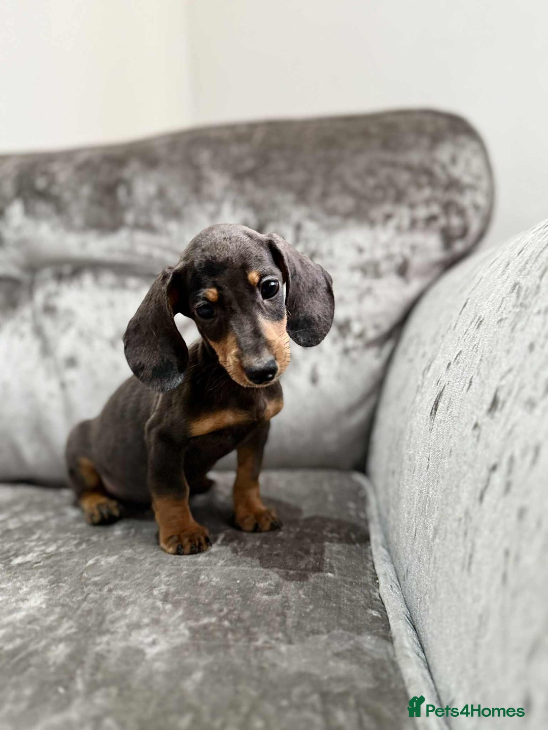 Dachshund dogs for sale: Miniature Dachshunds - Advert 6