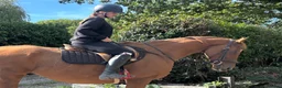 English Thoroughbred horses for sale: Super safe confidence teens horse in Lingfield - Advert 7